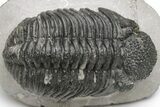 Detailed Drotops Trilobite With Great Eyes - Mrakib, Morocco #233276-2